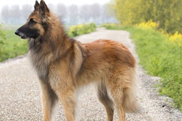 Belgian Shepherd Dogs In America