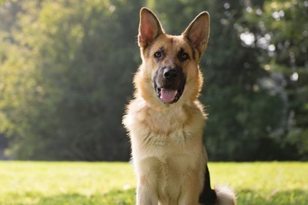 Veteran German Shepherd Dog