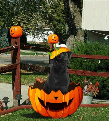 Labrador Metal Sign