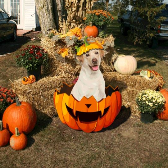 Yellow Labrador Retriever Pumpkin Halloween Garden Metal Sign