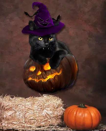 black cat halloween decoration
