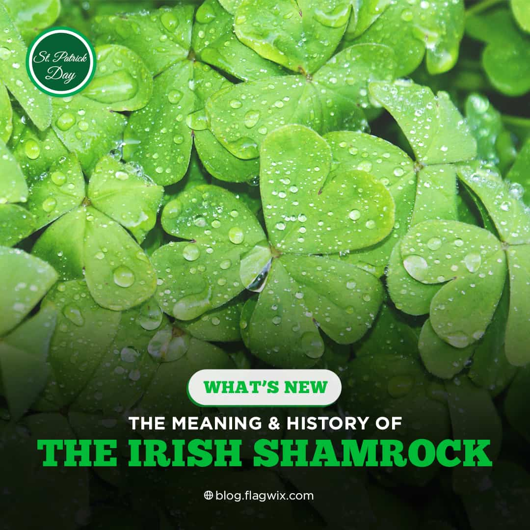 Sham shamrocks: how to tell a lucky clover from an Irish one