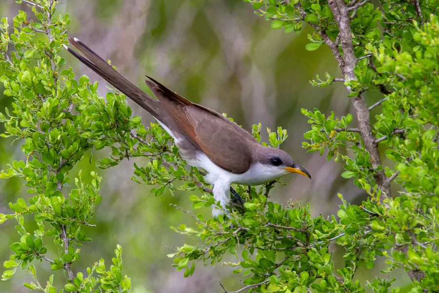 A yellow billed cuckoo perched in a tree.
