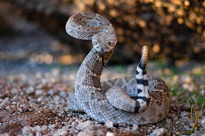 rattle-snake-bite-dogs