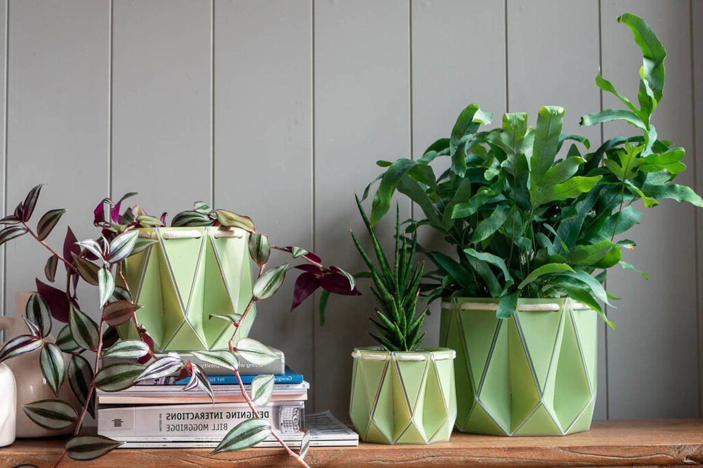 Self-planted potted plants