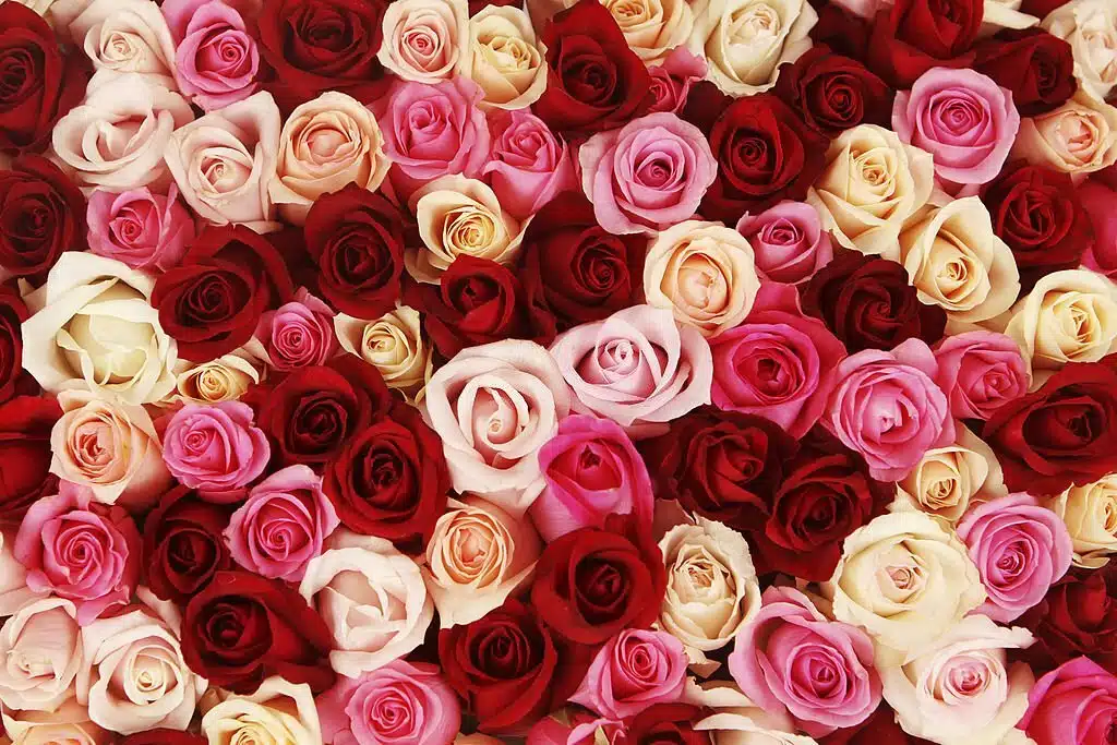 Red and White Roses